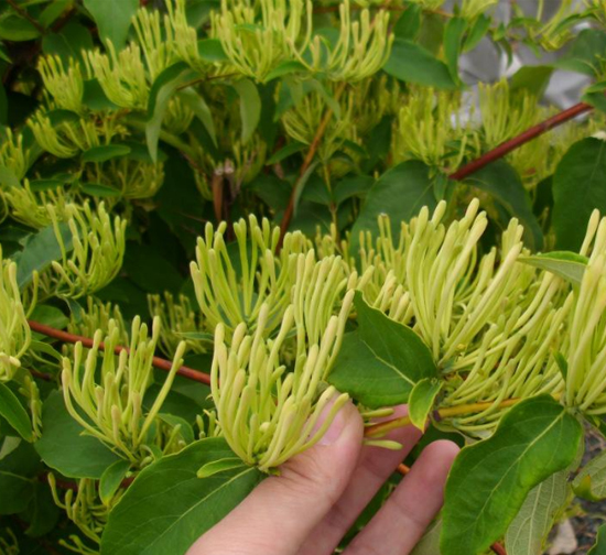 菊花種植基地